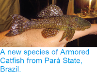 http://sciencythoughts.blogspot.co.uk/2014/05/a-new-species-of-armored-catfish-from.html