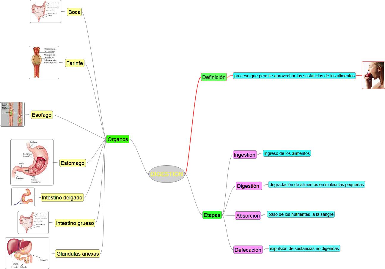 CTA. LA DIGESTION MAPA MENTAL DE LA DIGESTION