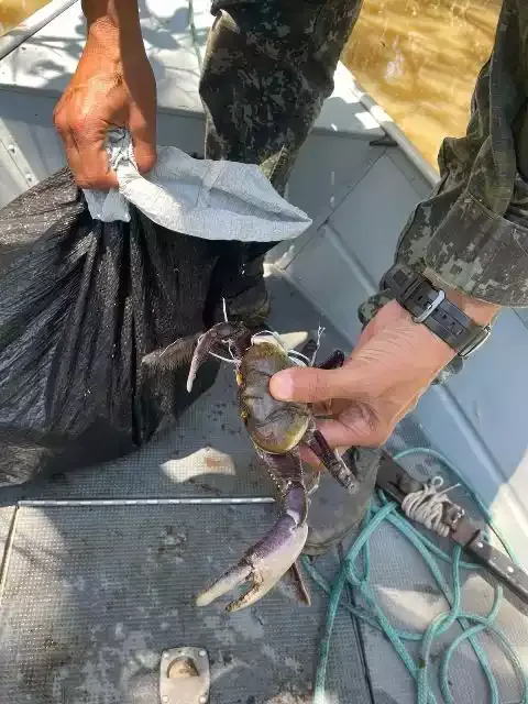 Infrator é flagrado pescando caranguejos em período de Defeso em Cananéia