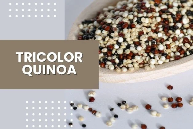 Nutritional Value of Cooked Quinoa: Tricolor Quinoa in Wooden Spoon