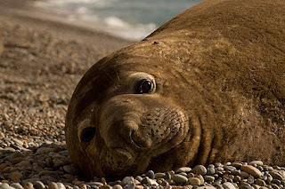 Elephant seals in numbers in Valdes Peninsula