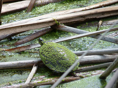 painted turtle