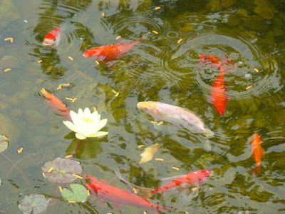 goldfish eggs hatching. How Often Do Goldfish Lay Eggs