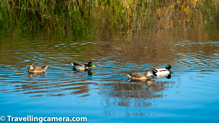 While walking around the Hammerpal lake, we noticed lot of birds and it seems the wetland also sees some migratory birds in winters. We noticed Mallards, Cormorants, Painted strokes, Brown bshchat, Indian magpie robin, bulbuls, tailorbirds, green beeeater, Indian pond herron, stilts, Roofous Treepie, Lapwings, Darter birds, Babblers etc. I was not carrying appropriate lenses so couldn't click bird photographs around Hammerpal Lake around Kumbalgarh.