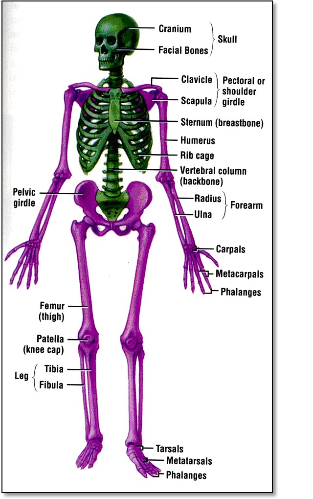 Info Spesial Gambar Otot Rangka Manusia, Kanopi Besi