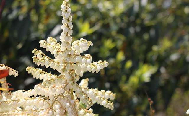 Pieris Japonica Flowers