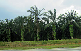 palm plantations close-up