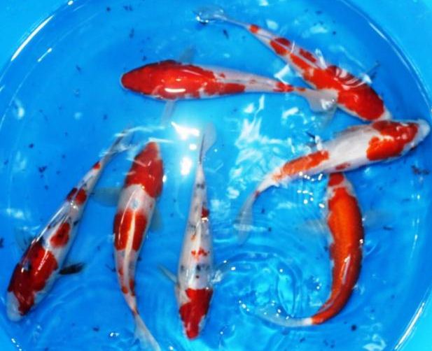 PLANET ANIMALS 2012: Koi Fish