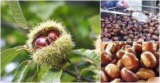 chestnuts 2