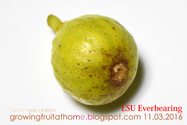 LSU Everbearing Fig Ficus