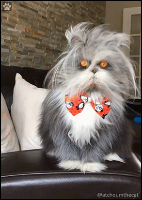 Hilarious Cat GIF • Awesome looking cat hair. Dr Seuss cat in the hat or black and white Grinch cat