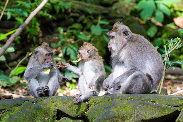 Scimmie nella Monkey forest-Ubud-Bali