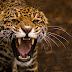 Wallpaper Jaguar
