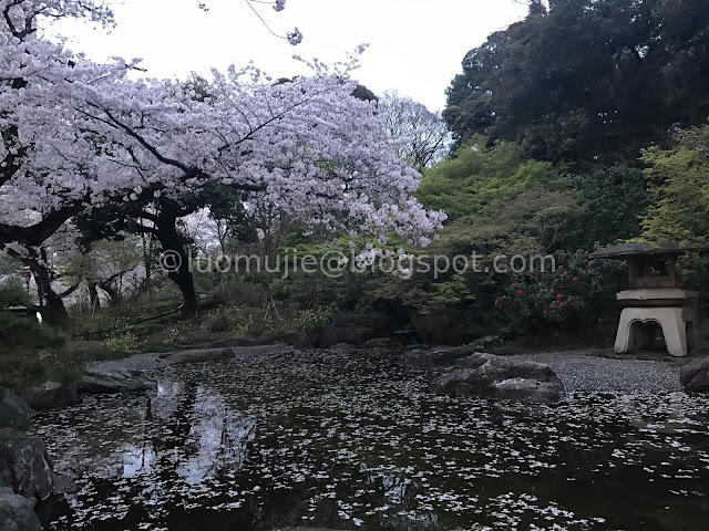 Japan cherry blossoms