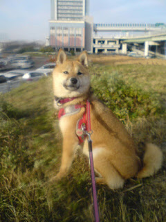 【お尻のほっぺ】草原に座りこちらを見つめる柴犬