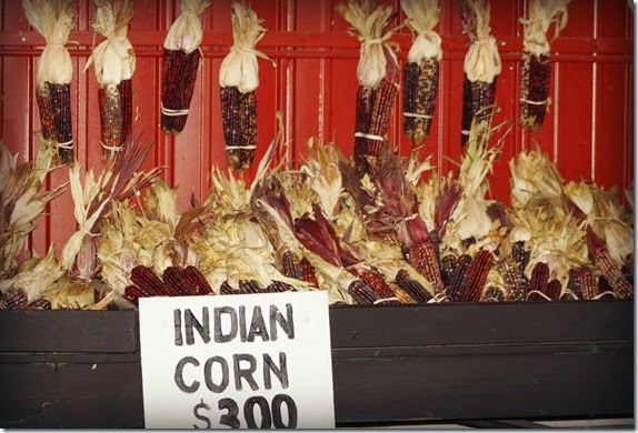 indiancorn