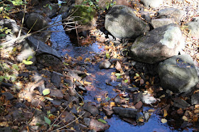 darkened cobbles in a brook bed