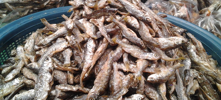Ikan Bilih  Danau Singkarak  Aneka Tips Untuk Wisata Kuliner