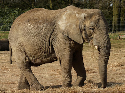  Wild Animal Elephant  Picture