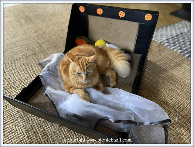 The BBHQ Midweek News Round-Up ©BionicBasil® Fudge Hogging  The Two in One Cat Scratcher