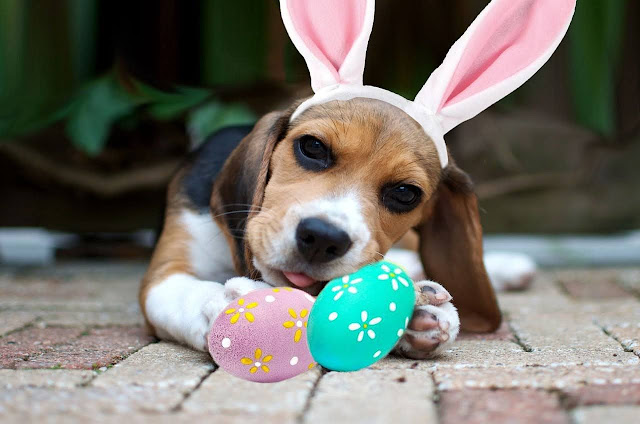 The dangers of Easter for our animals