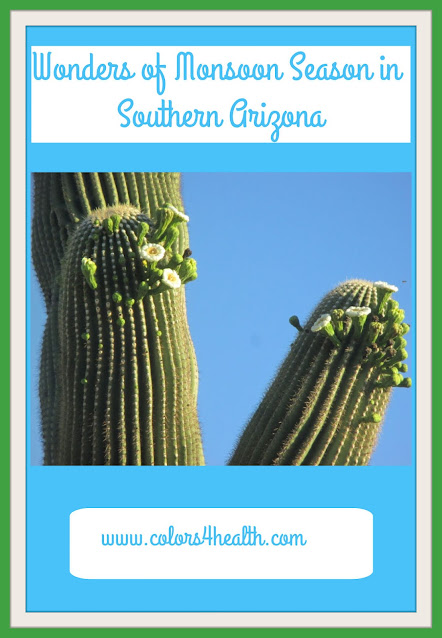 Saguaro Cactus in Bloom