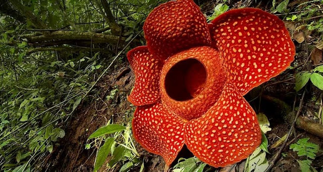 raflesia