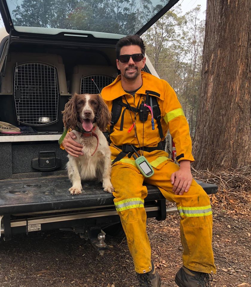 Heroic Dogs Are Rescuing Koalas From The Devastating Flames In Australia