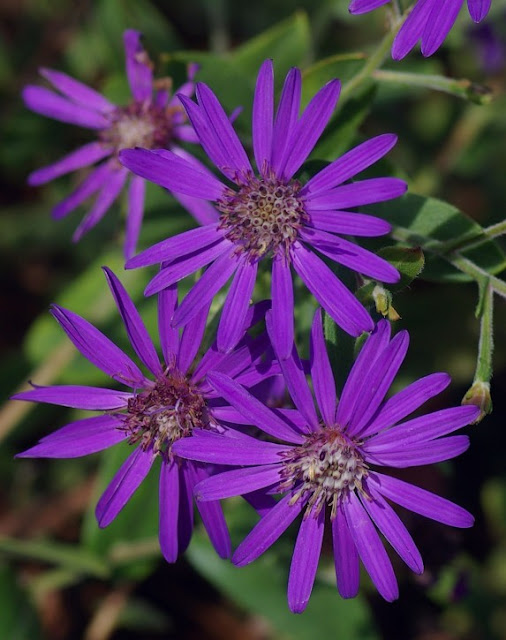 Symphyotrichum georgianum - Georgia aster