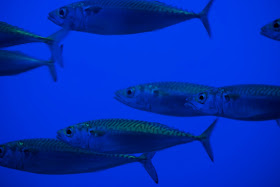http://www.theguardian.com/environment/2015/sep/15/tuna-and-mackerel-populations-suffer-catastrophic-74-decline-research-shows