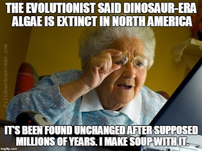 Dinosaur-era algae supposedly extinct in North America for long ages has been discovered, and it is unchanged