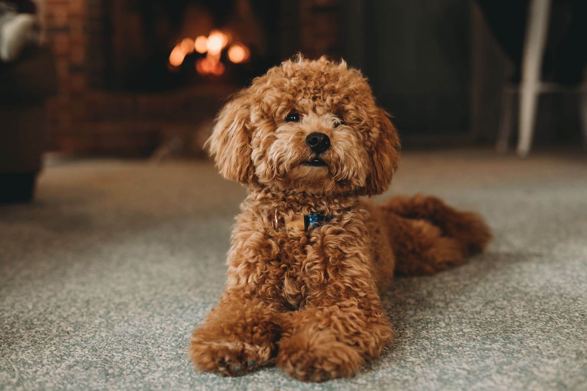 Royal Canin Poodle: 5 Feeding Guidelines