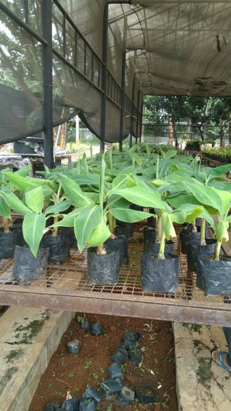 bibit pohon pisang kepok asli super unggul Jawa Tengah