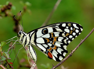 common lime butterfly