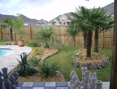 landscaping palm trees in home garden