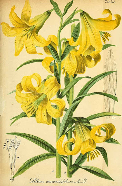 Лилия однобратственная (Lilium monadelphum)