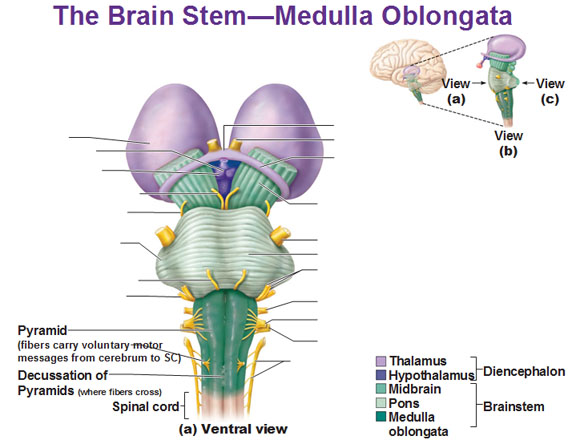 Struktur medulla oblongata