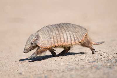 Larg hairy Armadillo