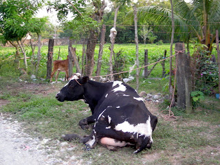 cow, Honduras