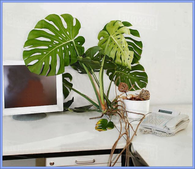 Potted Plants On A Desk - A Racist Act?