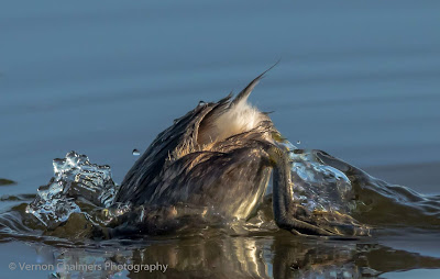 Little Grebe - Diep River, Woodbridge Island Cape Town - Copyright Vernon Chalmers Photography