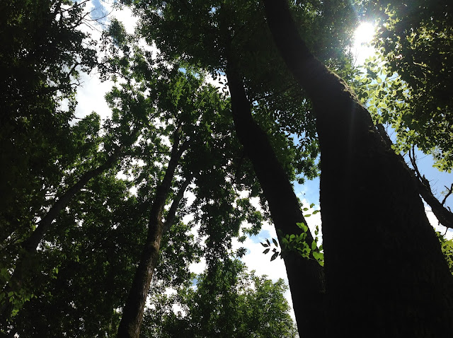 sun shining through trees at Noah's Ark Animal Sanctuary