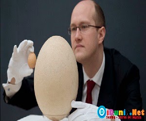 Telur terbesar didunia