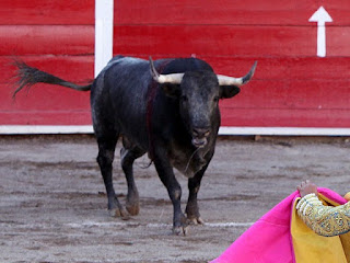 Bullfight at San Marcos Fair, Aguascalientes, Mexico by Tomas Castelazo via Wikimedia Commons - https://commons.wikimedia.org/wiki/File:San_marcos_bullfight_01.jpg