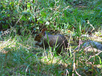 Squirrel_At_Full_10x_Zoom