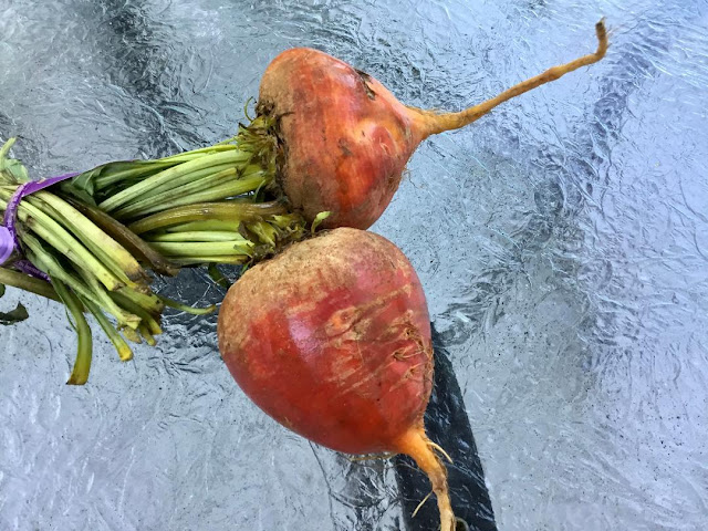 Yellow beets 