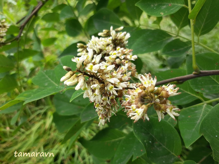 Маакия амурская (Maackia amurensis)