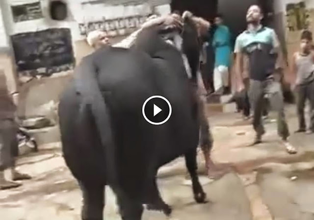 ,Cow run away after Qurbani on Eid Qurban  2014 video, Cow run away after Qurbani on Eid Qurban  2014 Cow run away after Qurbani on Eid Qurban 2014