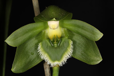 Sudamerlycaste locusta care and culture