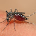 Los Mosquitos no sé aguantan en la provincia de Dajabon.